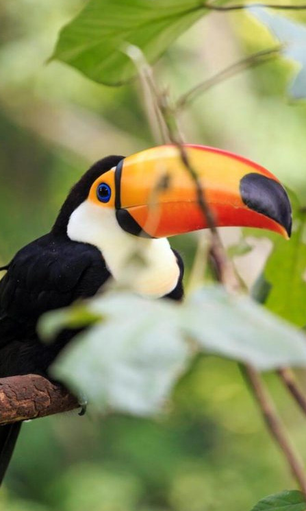 Toucan-Guyane